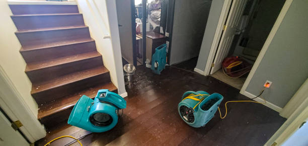 Best Carpet water damage restoration  in Keyser, WV